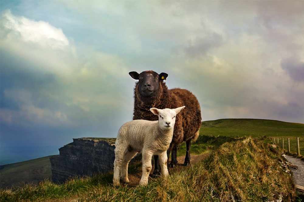 Irish sheep